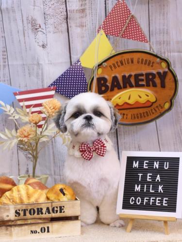 20240924みたらしちゃん